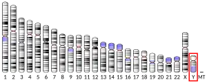 Y chromosome (human)