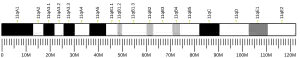 Chromosome 11 (mouse)