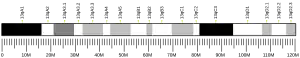 Chromosome 13 (mouse)