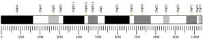 Chromosome 15 (mouse)