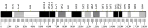Chromosome 2 (mouse)