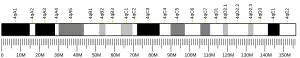 Chromosome 4 (mouse)