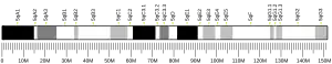Chromosome 5 (mouse)