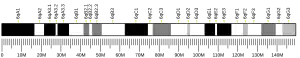 Chromosome 6 (mouse)