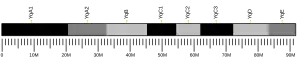 Y chromosome (mouse)