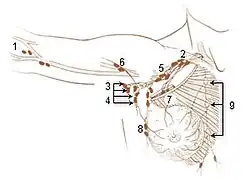 Lymph nodes of the upper limb and breast