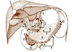 Visceral nodes of the abdominal cavity