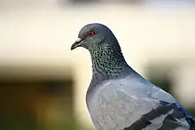 Photograph of a pigeon