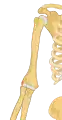 Right lateral epicondyle colored in red