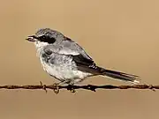 Loggerhead shrike moulting.