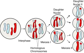 Sorting of homologous chromosomes during meiosis