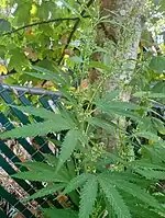 Male Lemon Kush cannabis Flowers