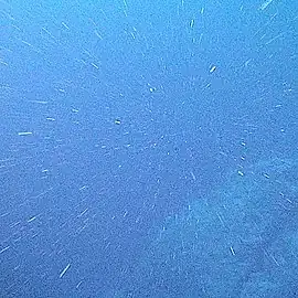 Marine snow is the shower of organic particles that falls from upper waters to the deep ocean It is a major exporter of carbon.