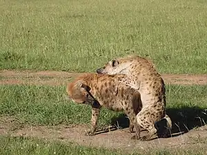 The male spotted hyena inserts his penis into the female's pseudo-penis during copulation..mw-parser-output cite.citation{font-style:inherit;word-wrap:break-word}.mw-parser-output .citation q{quotes:"\"""\"""'""'"}.mw-parser-output .citation:target{background-color:rgba(0,127,255,0.133)}.mw-parser-output .id-lock-free.id-lock-free a{background:url("//upload.wikimedia.org/wikipedia/commons/6/65/Lock-green.svg")right 0.1em center/9px no-repeat}.mw-parser-output .id-lock-limited.id-lock-limited a,.mw-parser-output .id-lock-registration.id-lock-registration a{background:url("//upload.wikimedia.org/wikipedia/commons/d/d6/Lock-gray-alt-2.svg")right 0.1em center/9px no-repeat}.mw-parser-output .id-lock-subscription.id-lock-subscription a{background:url("//upload.wikimedia.org/wikipedia/commons/a/aa/Lock-red-alt-2.svg")right 0.1em center/9px no-repeat}.mw-parser-output .cs1-ws-icon a{background:url("//upload.wikimedia.org/wikipedia/commons/4/4c/Wikisource-logo.svg")right 0.1em center/12px no-repeat}body:not(.skin-timeless):not(.skin-minerva) .mw-parser-output .id-lock-free a,body:not(.skin-timeless):not(.skin-minerva) .mw-parser-output .id-lock-limited a,body:not(.skin-timeless):not(.skin-minerva) .mw-parser-output .id-lock-registration a,body:not(.skin-timeless):not(.skin-minerva) .mw-parser-output .id-lock-subscription a,body:not(.skin-timeless):not(.skin-minerva) .mw-parser-output .cs1-ws-icon a{background-size:contain;padding:0 1em 0 0}.mw-parser-output .cs1-code{color:inherit;background:inherit;border:none;padding:inherit}.mw-parser-output .cs1-hidden-error{display:none;color:var(--color-error,#d33)}.mw-parser-output .cs1-visible-error{color:var(--color-error,#d33)}.mw-parser-output .cs1-maint{display:none;color:#085;margin-left:0.3em}.mw-parser-output .cs1-kern-left{padding-left:0.2em}.mw-parser-output .cs1-kern-right{padding-right:0.2em}.mw-parser-output .citation .mw-selflink{font-weight:inherit}@media screen{.mw-parser-output .cs1-format{font-size:95%}html.skin-theme-clientpref-night .mw-parser-output .cs1-maint{color:#18911f}}@media screen and (prefers-color-scheme:dark){html.skin-theme-clientpref-os .mw-parser-output .cs1-maint{color:#18911f}}Szykman, M.; Van Horn, R. C.; Engh, A.L.; Boydston, E. E.; Holekamp, K. E. (2007). "Courtship and mating in free-living spotted hyenas" (PDF). Behaviour. 144 (7): 815–846. CiteSeerX&nbsp;10.1.1.630.5755. doi:10.1163/156853907781476418. Archived from the original (PDF) on 30 November 2012. Retrieved 24 December 2011.