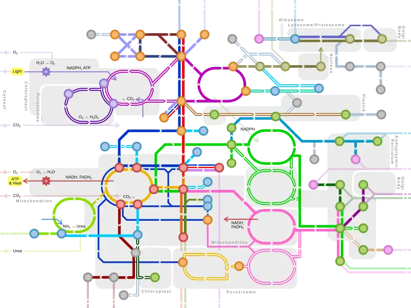 Metro-style map of major metabolic pathways
