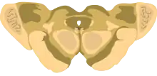 Cross-section of the midbrain at the level of the superior colliculus