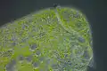 Stentor polymorphus with algal symbionts