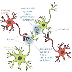Presynaptic Inhibition