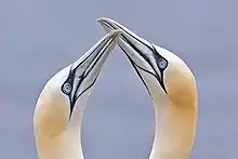 Northern gannets billing.
