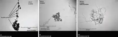 Three greyscale microscope images arranged horizontally.  The left two show agglomerations of black spots on a grey background, while the right one shows a mass of tangled fibers.