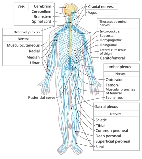 Spinal cord in the nervous system