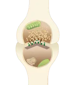A typical central nervous system synapse