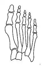 Normal foot skeleton
