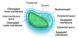 Diagram of a four membraned chloroplast containing a nucleomorph. Such a layout results from secondary endosymbiosis.