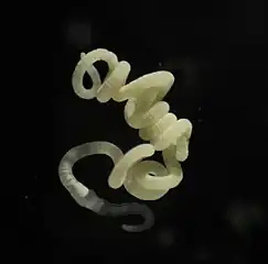 Olavius algarvensis depends on five different species of symbiotic bacteria for its nutrition.