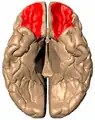 Basal surface of cerebrum. Orbital gyrus shown in red.