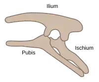Ornithischian pelvic structure (left side)