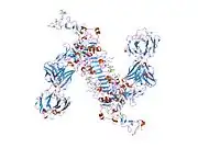 1s78: Insights into ErbB signaling from the structure of the ErbB2-pertuzumab complex