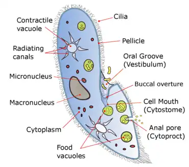 A diagram of Paramecium caudatum