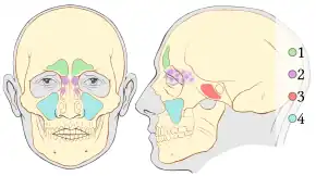 Paranasal sinuses