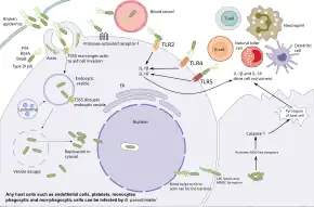  Diagram showing the pathogenesis of melioidosis
