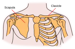The scapula, on left.