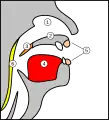 Nasal cavityHard palateSoft palateTongueLipsTissue used for surgery