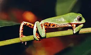 Phyllomedusa azurea