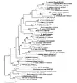 Phylogenetic analysis of Trypanosoma ssp. and T. irwini using partial sequence analysis gGAPDH