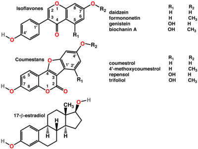 Polyphenols include phytoestrogens (top and middle), mimics of animal estrogen (bottom).