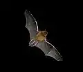 Common pipistrelle in flight (bat's blood)