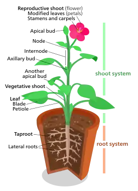 A diagram of a "typical" eudicot, the most common type of plant (three-fifths of all plant species). However, no plant actually looks exactly like this.