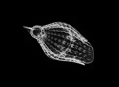 Podocyrtis papalis