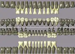 ISO notation primary teeth