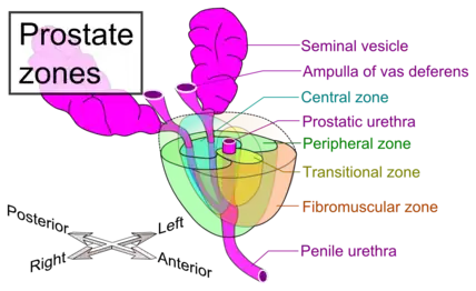 Zones of prostate