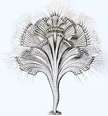 Rhipidodendron sp. (Cercozoa: Spongomonadea)