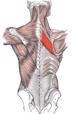 Rhomboid major muscle (red)