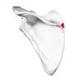 Left scapula. Posterior view. Root of spine shown in red.