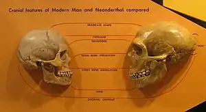 A human skull on the left facing a reconstructed Neanderthal skull on the right, emphasising the difference in braincase shape (more cranial length in Neanderthal), shorter forehead ratio, more defined brow ridge, larger nasal bone projection, pinned-back cheekbone angulation, straighter angled chin, and an occipital bun