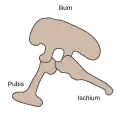Saurischian pelvic structure (left side).